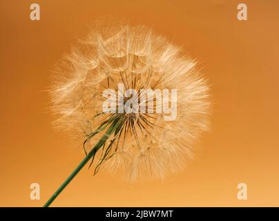 Dandelion, krautige Pflanze Dandelion, auf einem gelben Hintergrund Stockfoto