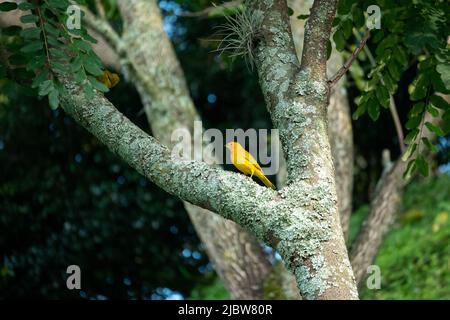 Der Safranfink (Sicalis flaveola), der Gelbe Vogel, ist auf dem Baum Stockfoto