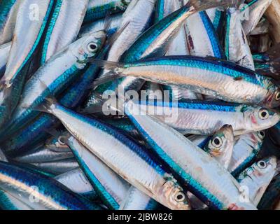 Frisch gefangener Fisch an einem Sandstrand auf Sansibar Island, Kizimkazi Fish Market, Tansania, Afrika Stockfoto