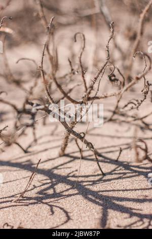 Getrockneter Busch mit Dornen am Ufer des Sees in feinem braunen Sand. Spring Messengers. Stockfoto