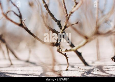 Getrockneter Busch mit Dornen am Ufer des Sees in feinem braunen Sand. Spring Messengers. Stockfoto