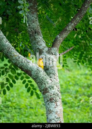 Der Safranfink (Sicalis flaveola), der Gelbe Vogel, ist auf dem Baum Stockfoto