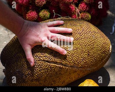 Hand vor dem Hintergrund einer riesigen Fruchtjackfrucht - der Frucht des Laib-Baumes (Artocarpus heterophyllus). Die Früchte erreichen eine Länge von 90 cm und 30 cm Stockfoto