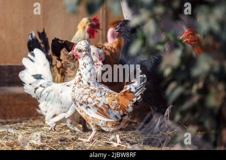 Hühner auf traditionellen freie Strecke Geflügelfarm Stockfoto