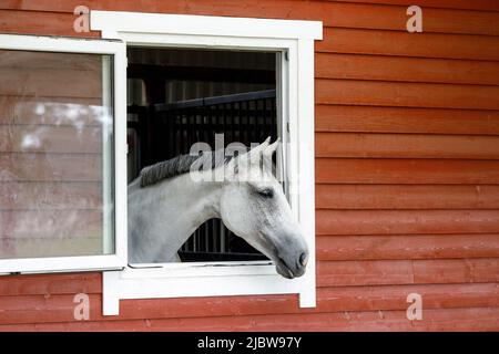 Das weiß-graue Pferd schaut aus dem Fenster. Das Äußere des Pferdestalls besteht aus braunen Holzplanken, im p ist Platz für Text Stockfoto