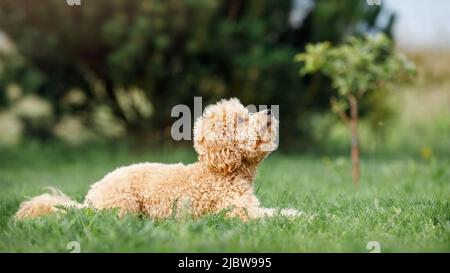 Pudel liegt auf dem Gras, das er aufschaut und auf Anweisungen seines Besitzers wartet. Stockfoto