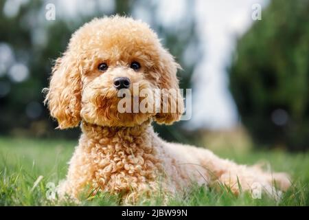 Pudel auf dem Gras. Hund in der Natur. Hund der Pudel Rasse. Der Welpe liegt, lächelt und posiert für die Kamera. Stockfoto