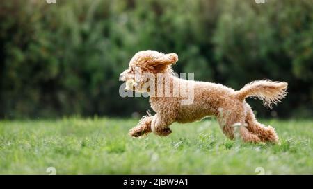 Niedlicher kleiner goldener Hund, der spielerisch auf dem grünen Rasen im Park läuft, hat ein Hühnchen-Spielzeug aus Gummi im Mund. Stockfoto