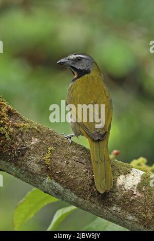 Buff-throated Saltator (Saltator maximus magnoides) Erwachsener auf Zweig Costa Rica thront März Stockfoto