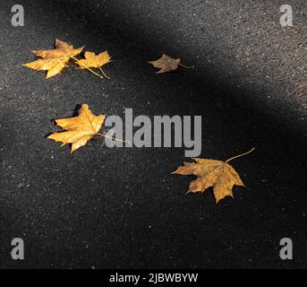 5 gelbe Ahornblätter liegen zufällig auf der Straße mit einer Sonneneinstrahlung im Herbst, Lancaster County, Pennsylvania Stockfoto