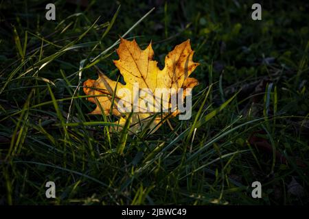 Ein gelbes Ahornblatt, Acer saccharum, das im Herbst auf einem Rasen in der Sonne liegt, Lancaster County, Pennsylvania Stockfoto