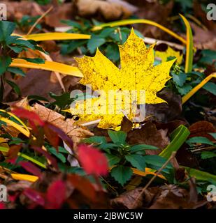Ein gelbes Ahornblatt, Acer saccharum, liegt in der Sonne auf dem Boden unter anderen Herbstblättern und Weinreben im Herbst, Lancaster County, Pennsylvania Stockfoto