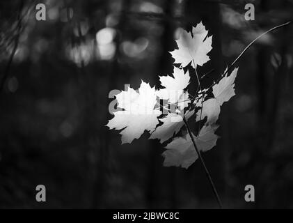 Schwarz-Weiß-Foto des Sonnenlichts, das auf einen Ahornzweig, Acer saccharum, fällt, wodurch die Blätter in der Dunkelheit leuchten, die sie umgibt Stockfoto