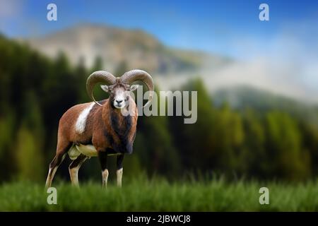 Große europäische Mufflon in der Natur Lebensraum Stockfoto