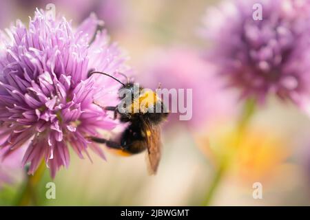 Hummel sammelt Nektar aus einer Schnittblume Stockfoto