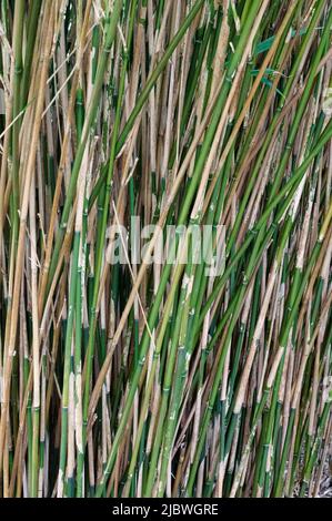 Stiele aus grünem Bambus Stockfoto