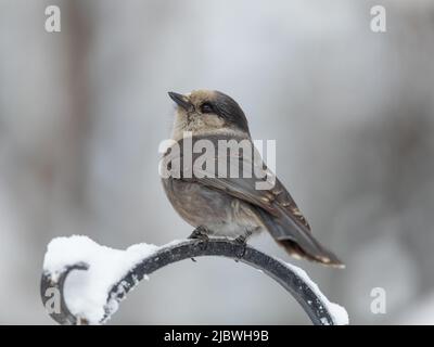 Grey Jay oder Canada Jay in Alaska Stockfoto