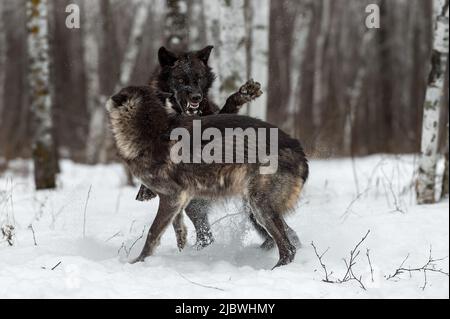 Black Phase Grey Wolf (Canis lupus) springt auf Wolf Teeth Bared Winter - Captive Animals Stockfoto