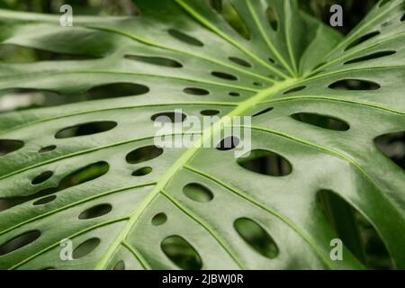 Nahaufnahme eines Blattes einer tropischen Monstera-Pflanze. Dschungel in der Stadt. Dekorative Zimmerpflanzen. Selektiver Fokus. Stockfoto