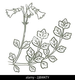 Wild plant Skizze botanischen Dekor. Dekoratives Element für Ferien und Hochzeiten. Isoliert auf weißem Hintergrund. Vektor. Stock Vektor