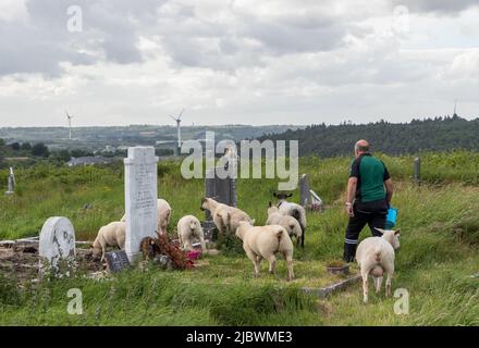 Templebreedy, Crosshaven, Cork, Irland. 08.. Juni 2022. Tom Swanton versucht, die Schafe zu einem geschlossenen Stift zu hüten, wo sie mit dem überwucherten Gras und zusammen mit lokalen Freiwilligen, die die Aufgabe übernommen haben, den Friedhof zu räumen, helfen werden. - PCredit; David Creedon / Alamy Live News Stockfoto