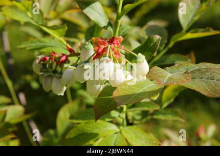 Heidelbeere (Vaccinium corymbosum) weiße Blüten und Knospen auf dem Busch. Zweig mit Heidelbeerknospen. Sommerzeit. Nahaufnahme. Stockfoto