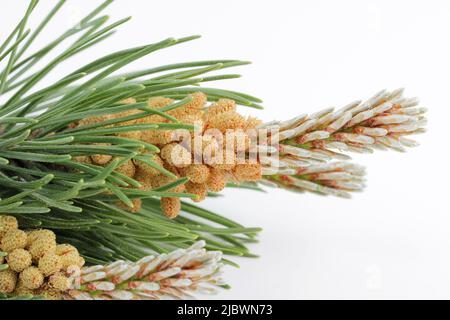 Junge Kiefernknospen auf Ästen auf weißem Hintergrund. Blütenkieferknospen, die von gesunden Medikamenten in der Alternativmedizin verwendet werden. Nahaufnahme. Stockfoto