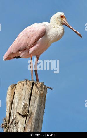 Rosige Löffler (Platalea Ajaja) thront auf Holzpfosten auf blauen Himmelshintergrund Stockfoto