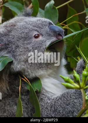 Ein Nahaufnahme-Porträt eines schönen jungen Koala, der Eukalyptusblätter konsumiert. Stockfoto