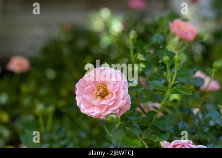 Single Light Pink Rose Aus Nächster Nähe Stockfoto