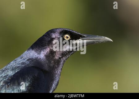 Nahaufnahme eines Porträts von Common Grackle vor grünem Bokeh-Hintergrund mit Kopierfläche Stockfoto
