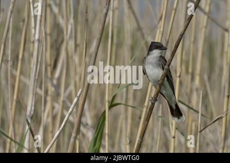 Eastern Kingbird thront auf wilden Stielen Hintergrund in Sabine Wetlands, Texas, USA, ist elegante Natur Stockfoto