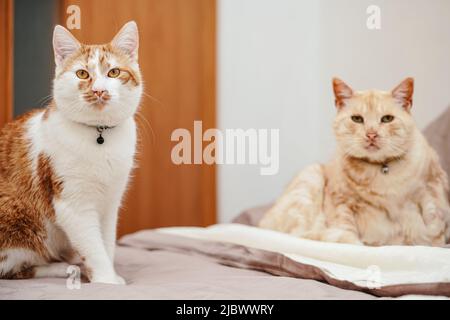Zwei cremefarbene Katzen, die zu Hause auf dem Bett liegen, eine jüngere, die sich näher am Bett aufmacht Stockfoto