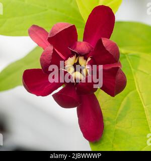 Rote, leicht duftende Sommerblume des winterharten sommergrünen Strauchbusches, Calycanthus × raulstonii 'Hartlage Wine' Stockfoto