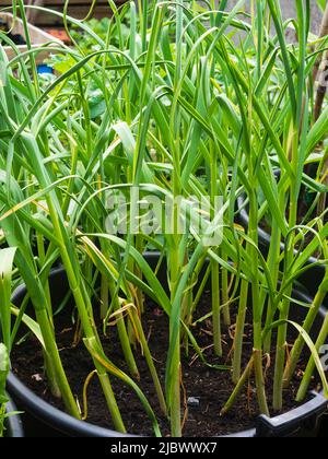 Ausreifende Pflanzen aus harthalsidem Knoblauch, Allium sativum var. ophioscorodon, 'Edenrose', die in einem 24inch Strauch-Bottich wachsen Stockfoto