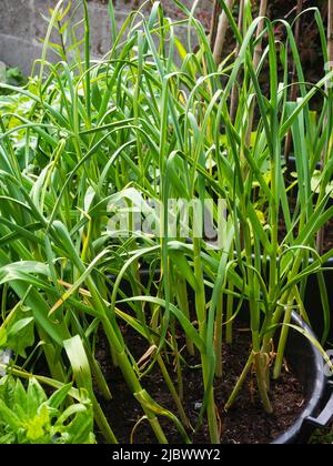 Ausreifende Pflanzen aus harthalsidem Knoblauch, Allium sativum var. ophioscorodon, 'Edenrose', die in einem 24inch Strauch-Bottich wachsen Stockfoto