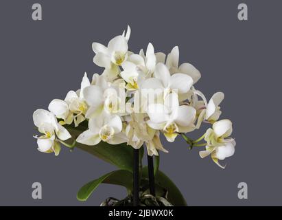 Weiße Form der frei blühenden Miniatur-Mottenorchidee, Phalaenopsis 'Tresor'-Serie Stockfoto