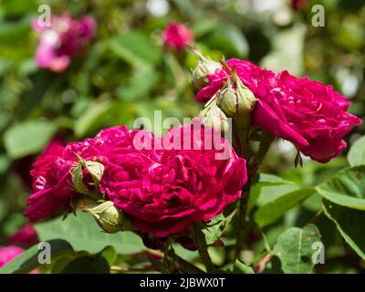 Duftende rote Sommerblumen der winterharten, wiederholenden Damaszenrose, Rosa 'De Recht' Stockfoto