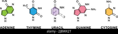 Satz von chemischen Formeln aus Adenin, Thymin, Guanin, Cytosin und Uracil. Adenin, Thymin, Guanin, Cytosin, Uracil strukturelle chemische Formeln. Stock Vektor