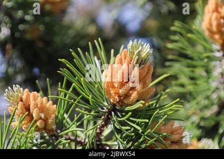 Blüte des Pinus mugo. Männliche Pollen, die Strobili produzieren. Neue Triebe im Frühjahr von Zwergkiefer. Koniferkegel. Gelber, pollenhaltiges Männchen Stockfoto