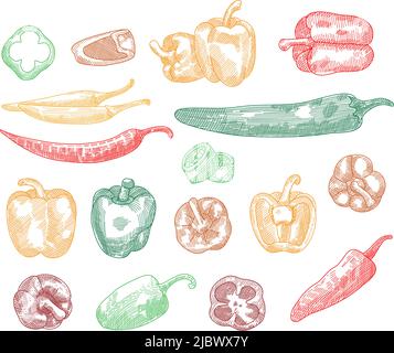 Handgezeichnete Skizze aus Pfeffer. Rote scharfe Chilischoten und Paprika Skizze Illustration. Detaillierte Paprikazeichnung. Grafik mit Gravur. Stock Vektor