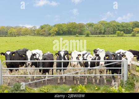 Schwarze und weiße Kühe, die hinter einem Metallzaun stehen und die Kamera an einem sonnigen, hellen Tag betrachten Stockfoto