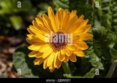 Gelbe Gänseblümchen-Blume im Garten aus nächster Nähe Stockfoto