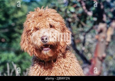 Eine Nahaufnahme eines Labradoodle Stockfoto
