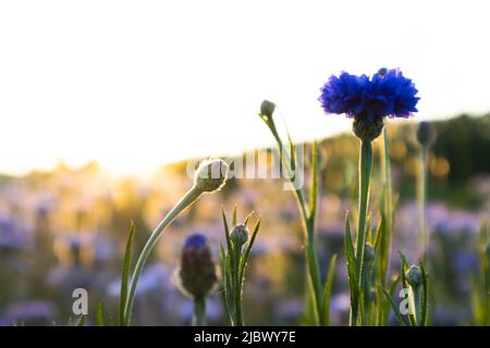 Magnolia Aster Blume wächst in der italienischen Landschaft Stockfoto