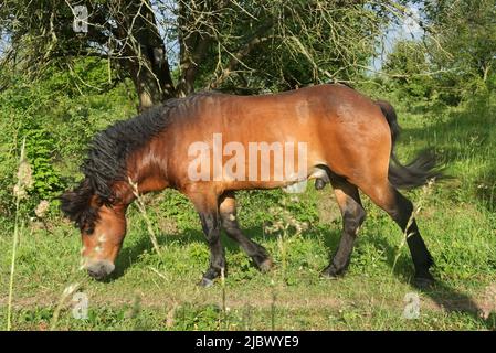 Wilder Hengst von Exmoor Pony im Frühjahr auf einer Wiese. Stockfoto