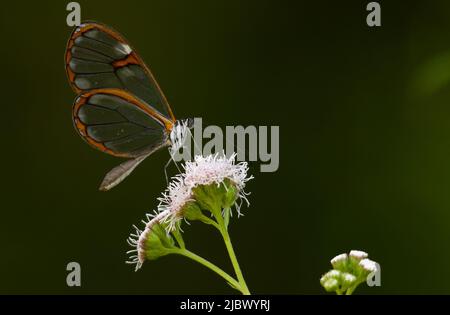 Butterflys von brasilien Stockfoto