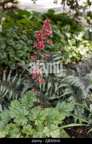 Rote heuchera blüht in einem schattigen Garten Stockfoto