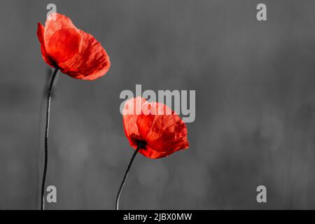 Rote Mohnblumen auf schwarzem und weißem Hintergrund. Blumen Mohnblumen blühen auf wildem Feld. Konzept des Gedenktages. Horizontale Gedenktag Thema Poster, gr Stockfoto