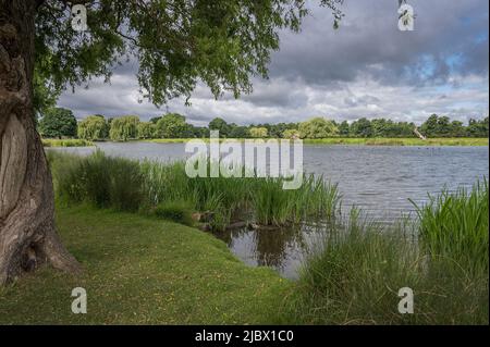 Bushy Park Surrey Heron Tond ein wunderbarer Ort, um einfach nur zu sitzen und zu meditieren Stockfoto